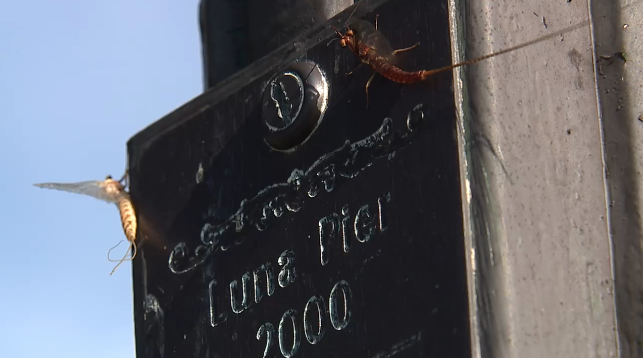 Luna Pier mayflies