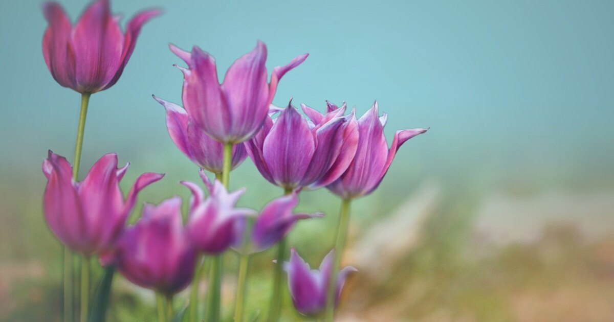 Flower distributor plans to build facility in Port St. Lucie