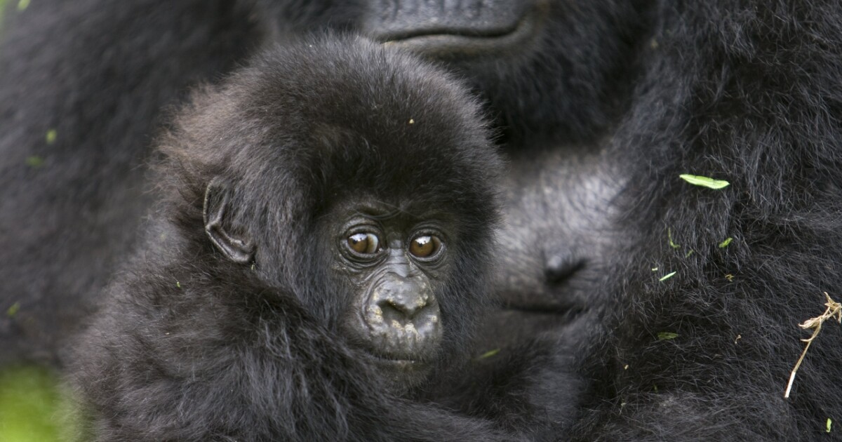 Over Half of All Primate Species Face Threat of Extinction (VIDEO)