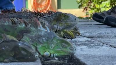 iguanas cold snap thumbnail.jpeg