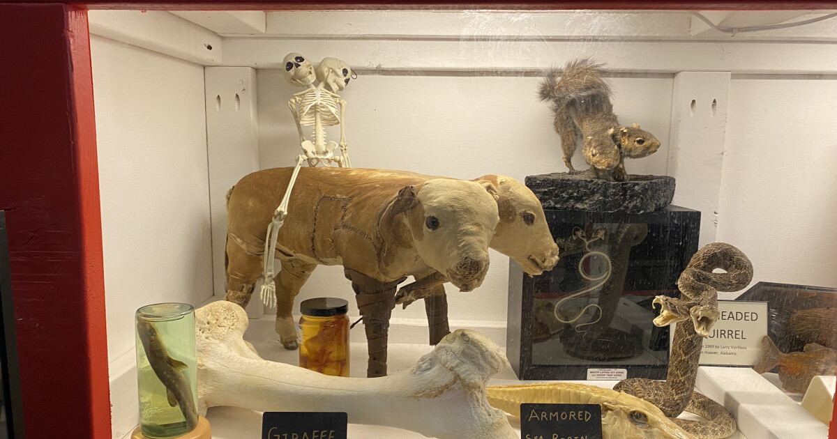 From two-headed animals, to haunted items- all in Bakersfield - Vimarsana News