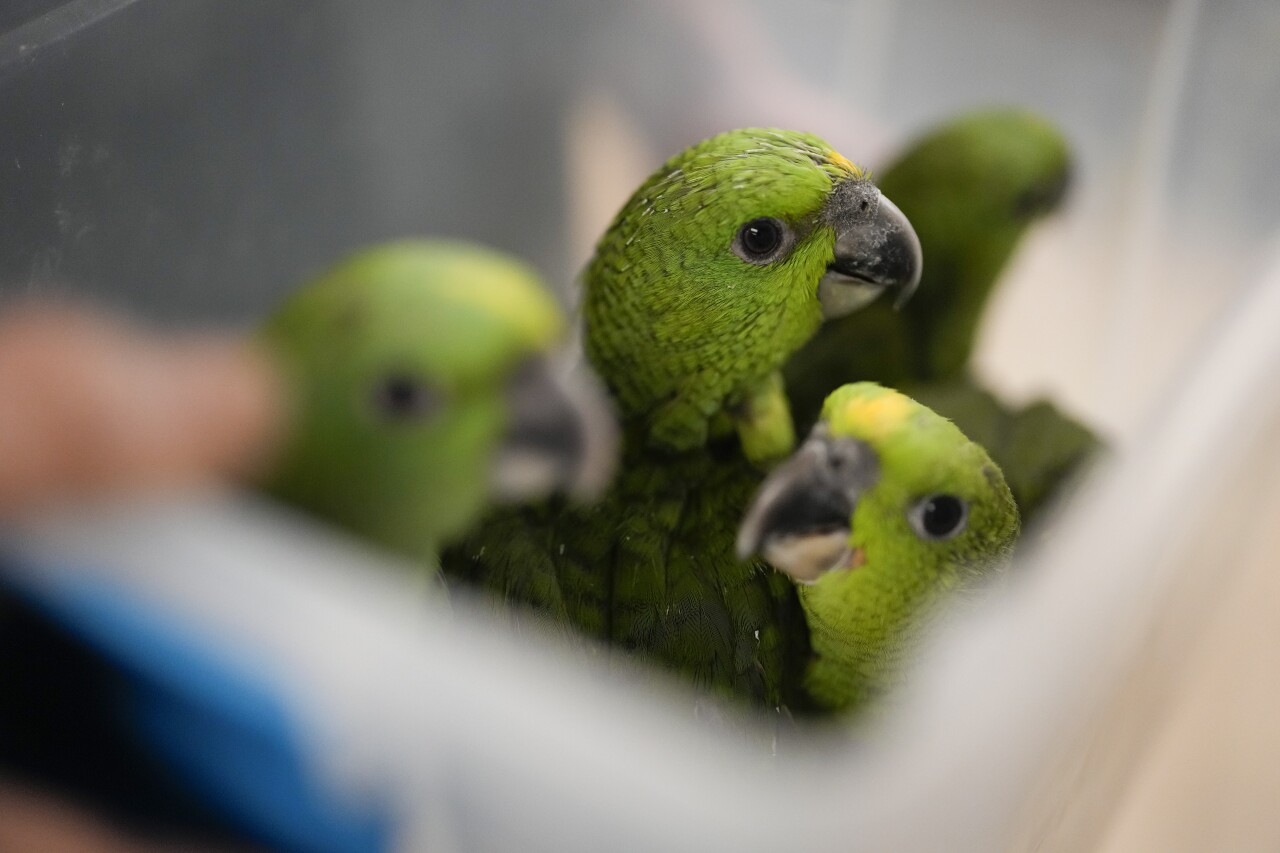 Young yellow-naped Amazon parrots carried in plastic tub at Rare Species Conservatory Foundation in Loxahatchee, May 19, 2023