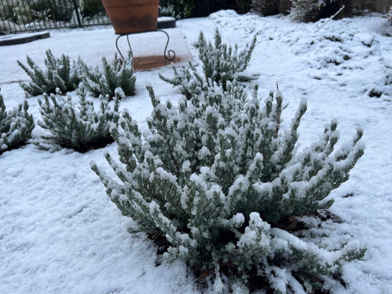 Ziemowit Bednarek atascadero snow 2.jpg