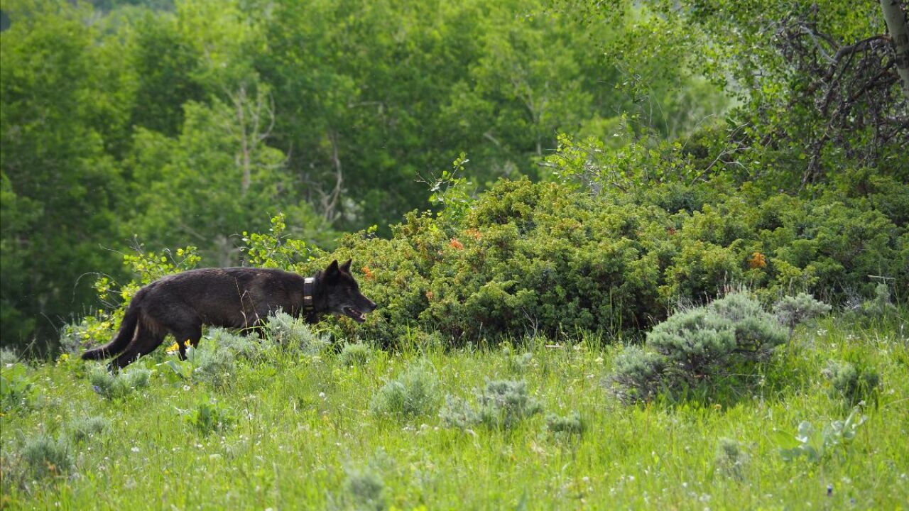 female wolf F1084 in colorado.jpeg