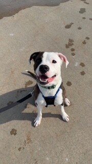 Dog walking forecast