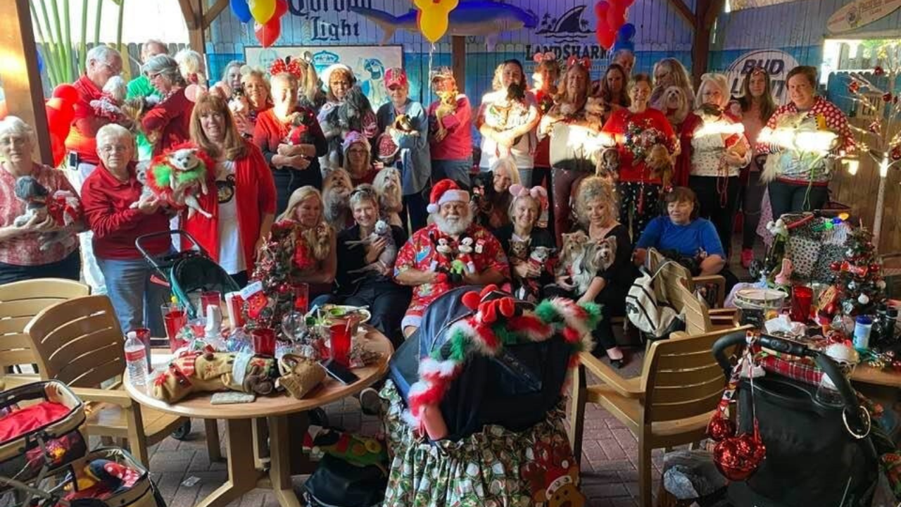 Chihuahuas of the Tampa Bay area2.png