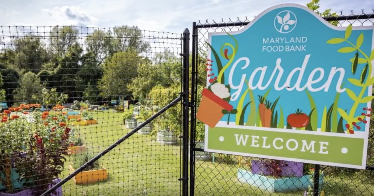 Discover growing volunteer opportunities at The Maryland Food Bank's Garden