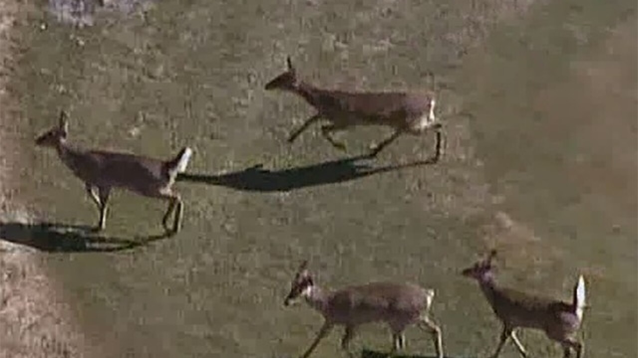 Archery Deer Hunting Season Begins On Oct 1 In Michigan Archery Deer Hunting Season Begins On Oct 1 In Michigan