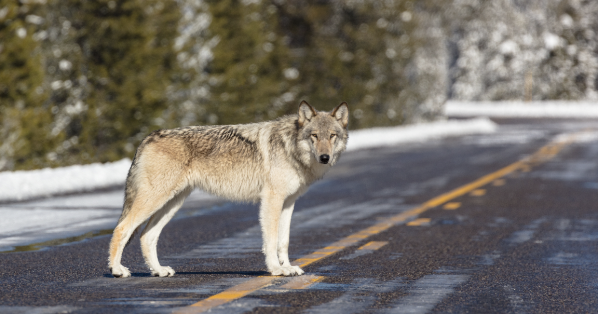 Tourism business owners criticize Montana wolf hunting rules - Vimarsana News