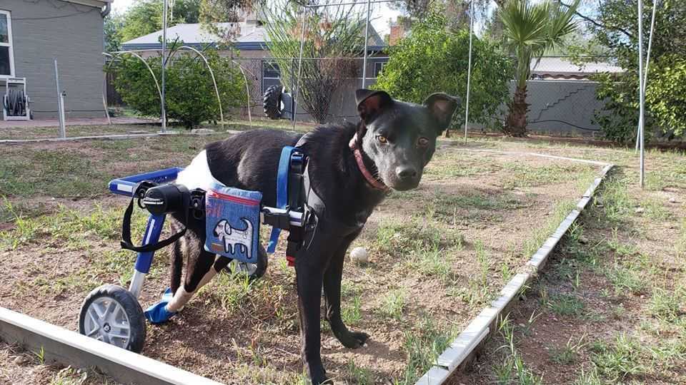 Gil the Wonderpup survived against all odds. Now, he's looking for a forever home