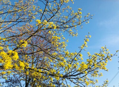Spring Forecast