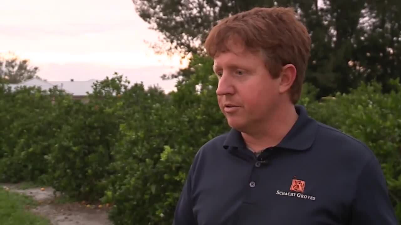 Louis Schacht of Schacht Groves talks about struggles of citrus industry, Nov. 13, 2022