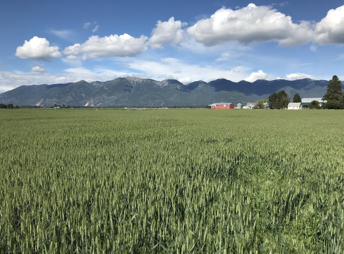 Jaquette Easement