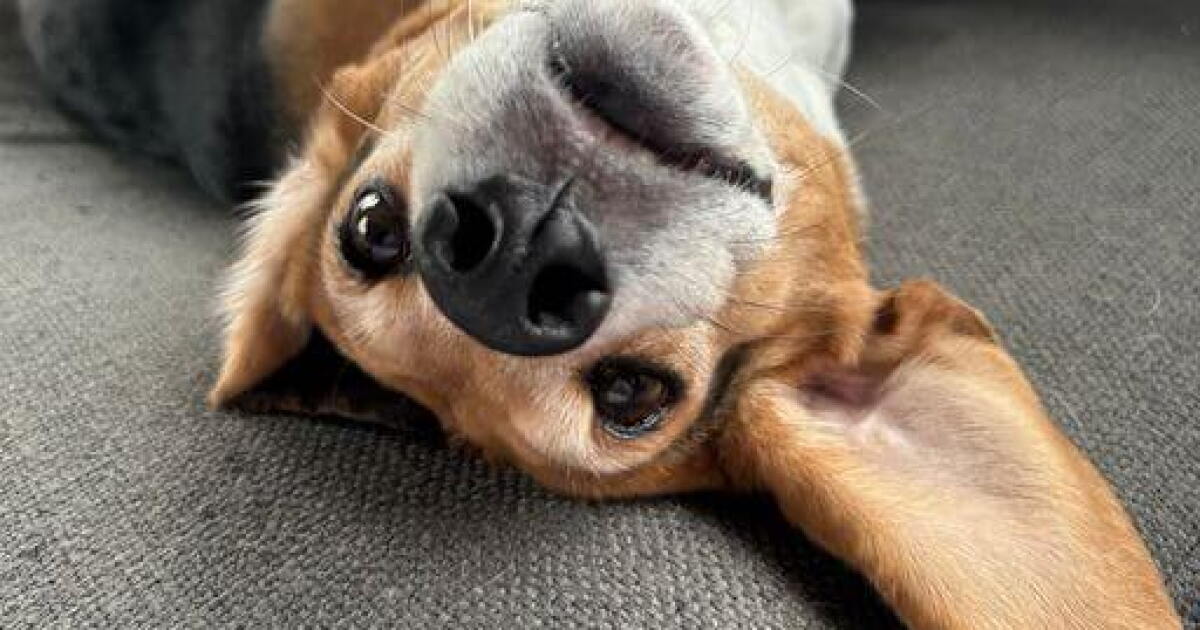 Mabel is one of the 4,000 beagles rescued from a breeding facility - Vimarsana News