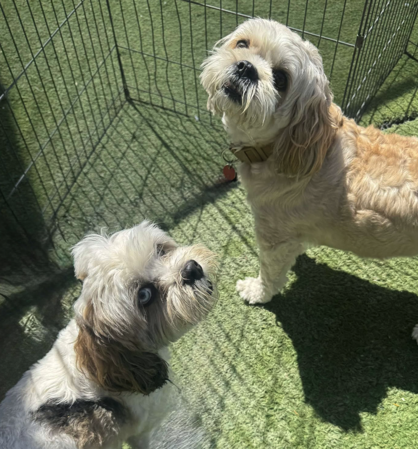 duke and bella.png