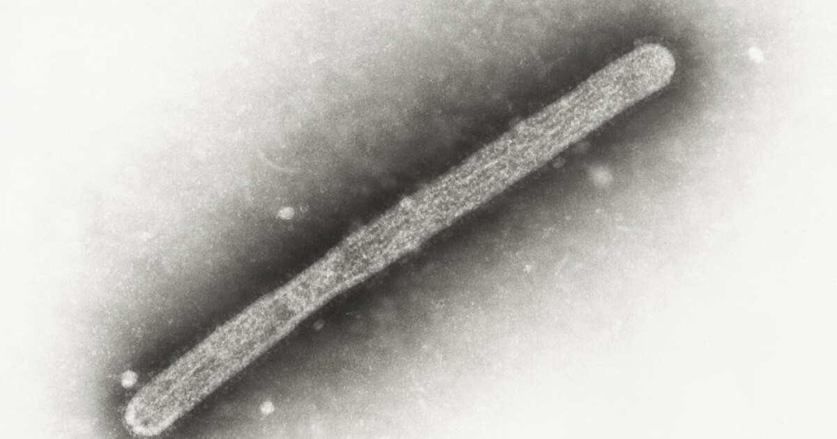 Officials find no evidence bird flu is spreading between people in Missouri