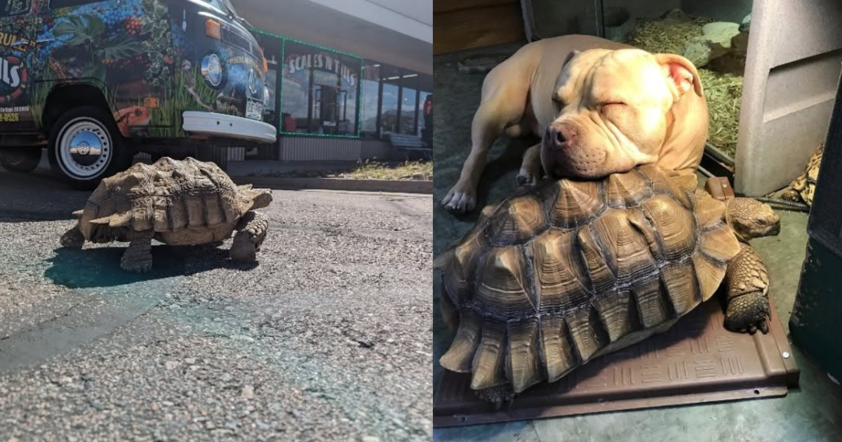 Beloved tortoise reportedly stolen from Colorado Springs shop now home safe
