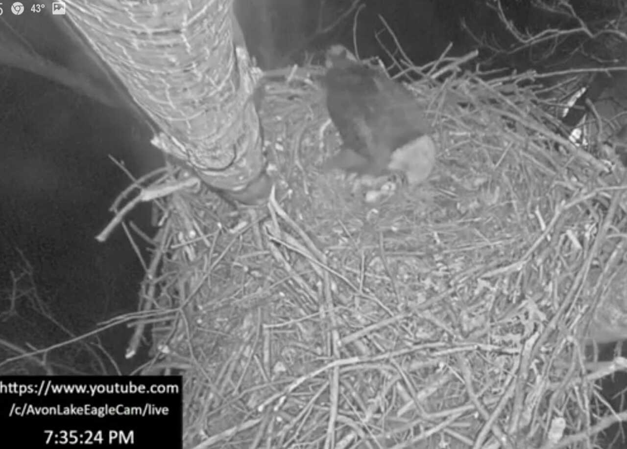 Second egg Feb. 27.jpg