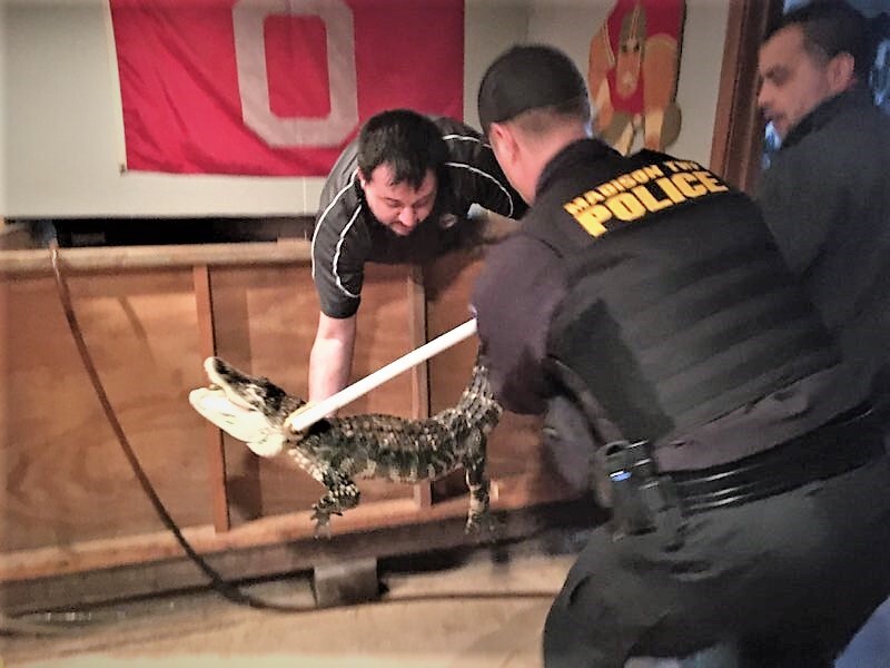 The Madison Township Police Department were called to a home for an alligator inside a home.