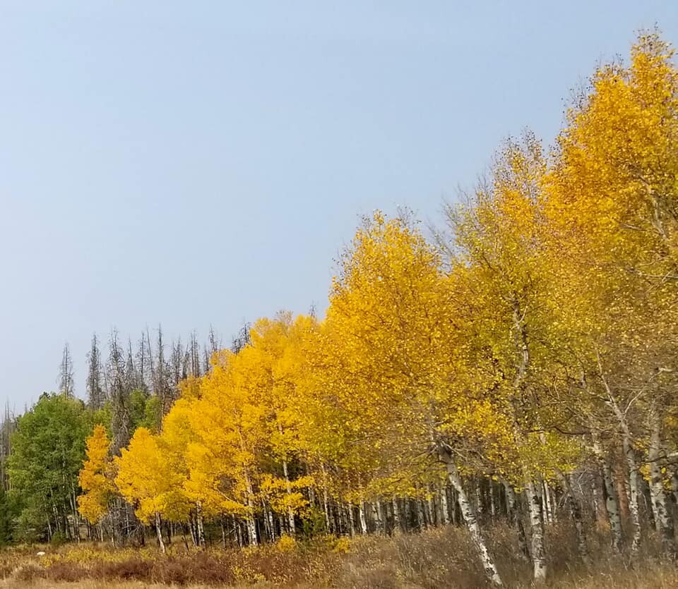 Aspens between Grand Lake and Granby_by Mary Sue Albers