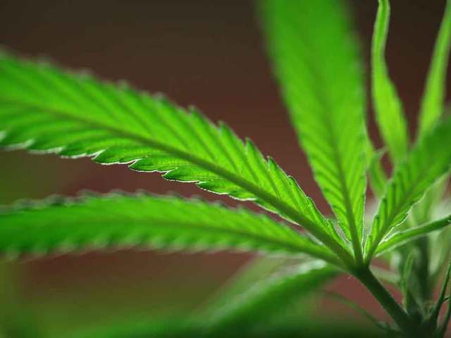 Eaton Rapids will soon have medical marijuana production facil