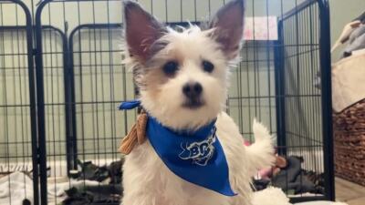 Loxahatchee Puppy Bowl