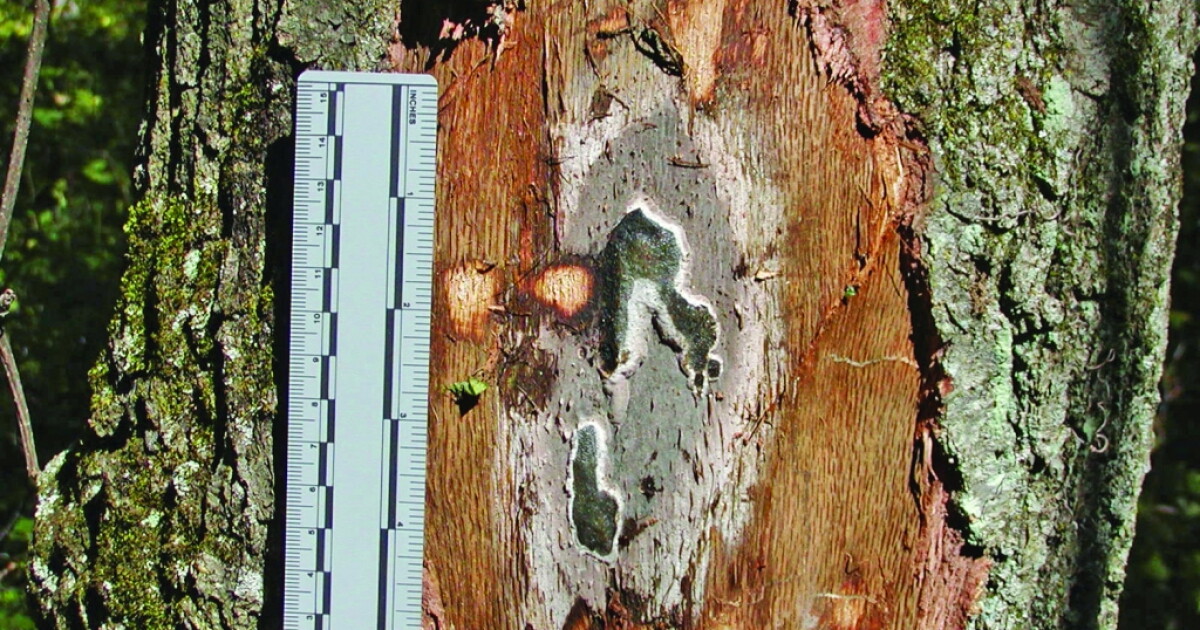 DNR asks for help in protecting oak trees from oak wilt