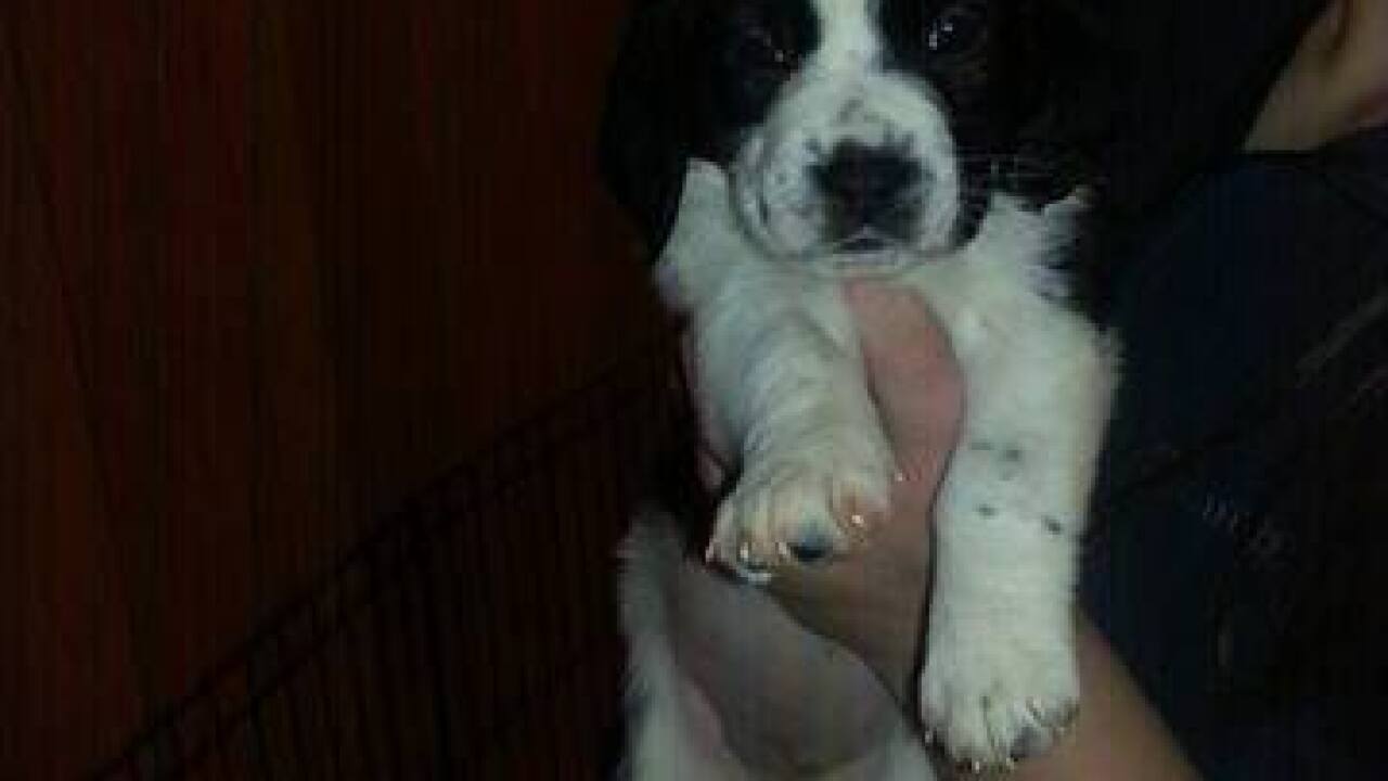 National Puppy Day: Your cute puppy photos