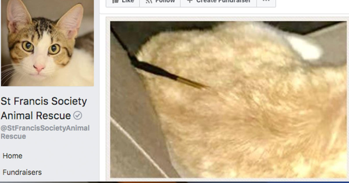 Cat Found In Florida Neighborhood With Multiple Arrow Wounds