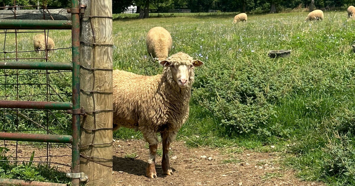 How can sheep milk be used in vodka? One man in Kentucky is figuring it out - Vimarsana News