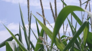Corn sweat