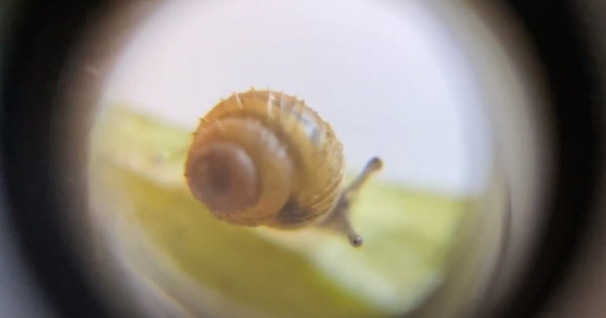 to Utah! New native snail species discovered