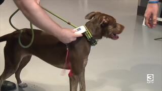 Pawsitive Impact: Microchipping your pets