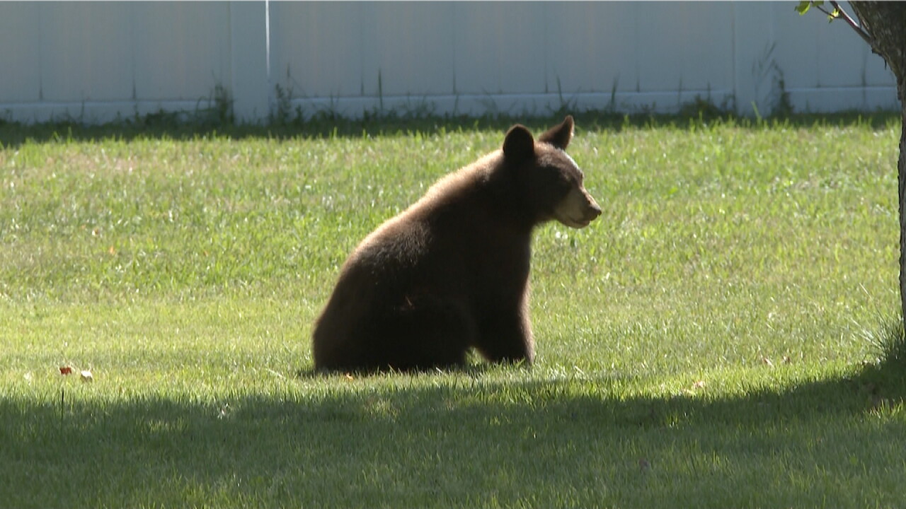 BEAR IN YARD.jpeg