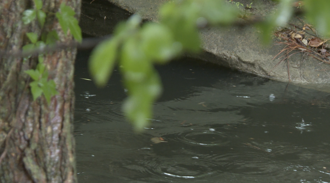 Windsor Woods Tide Gate