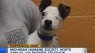 Find your new best friend during MHS telethon