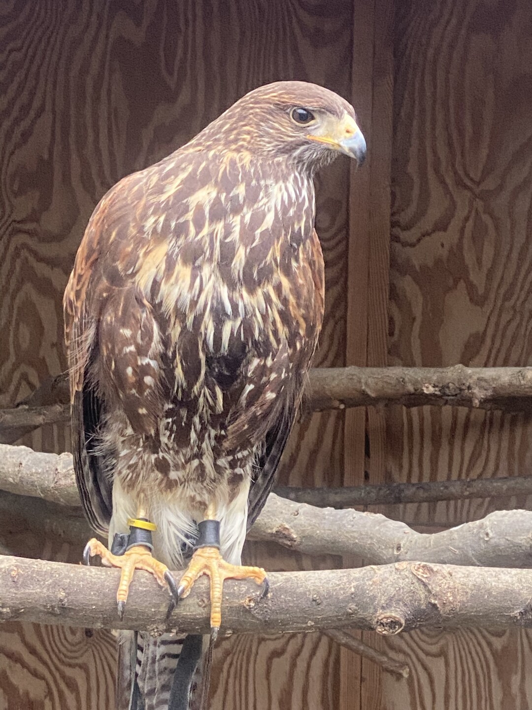 Virginia Zoo Tony Hawk2.jpg