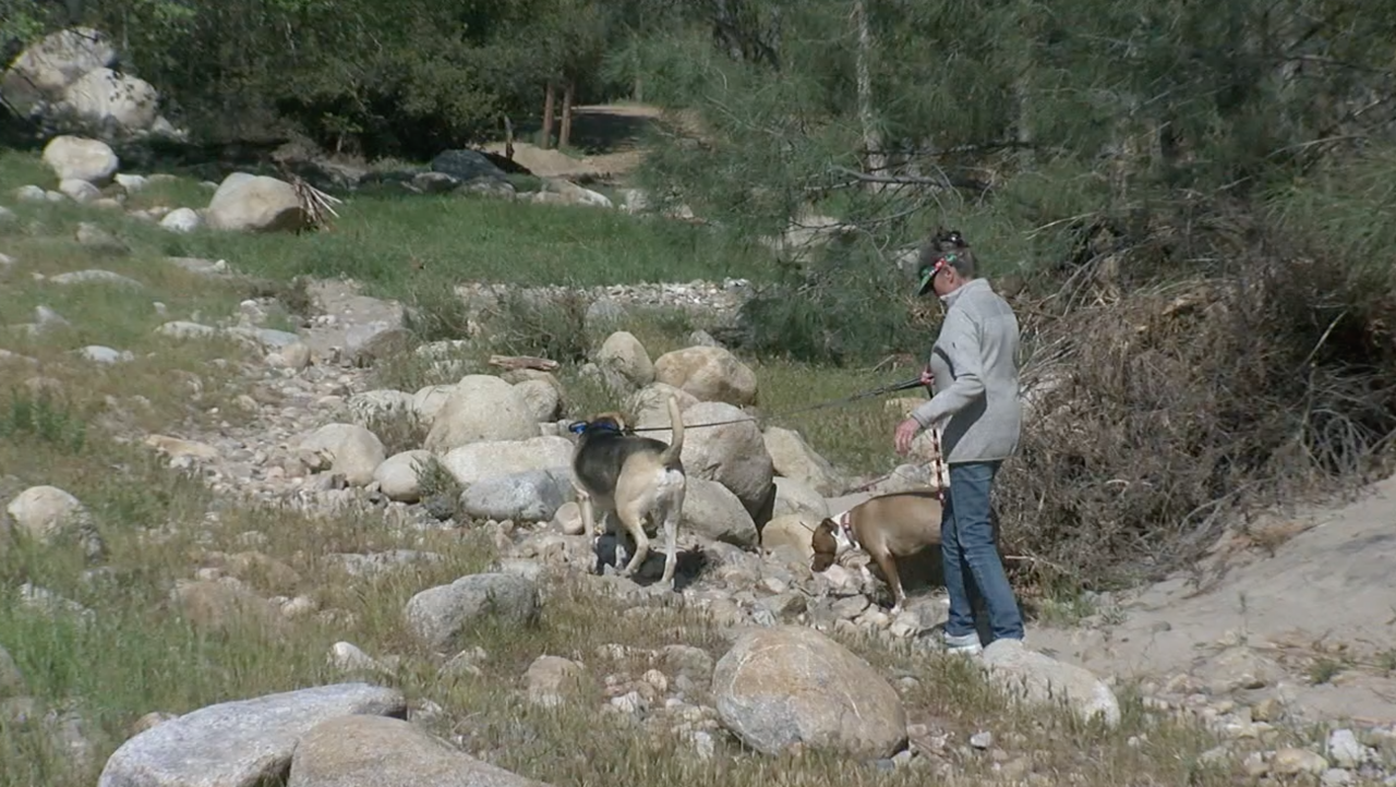 michelle ventrees walking dogs