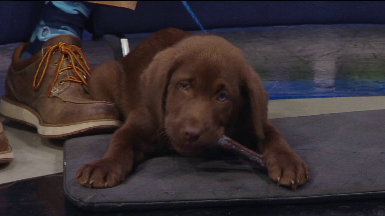 Training Your Puppy At Holiday Barn Pet Resorts