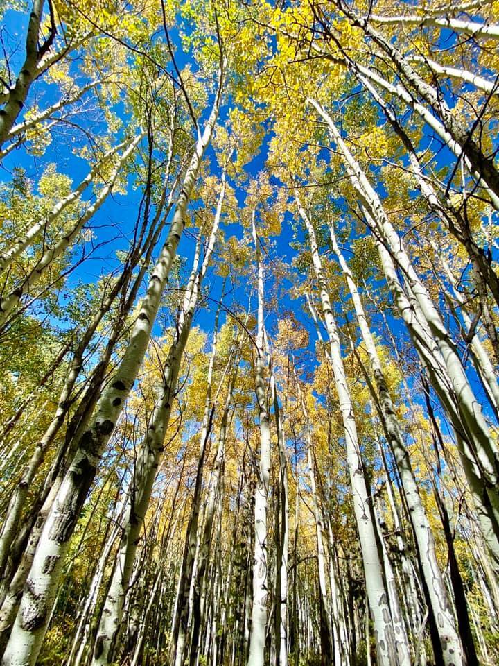 Granby aspens 2020_Kris Ramer