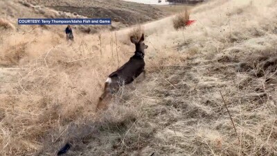 deer.jpg