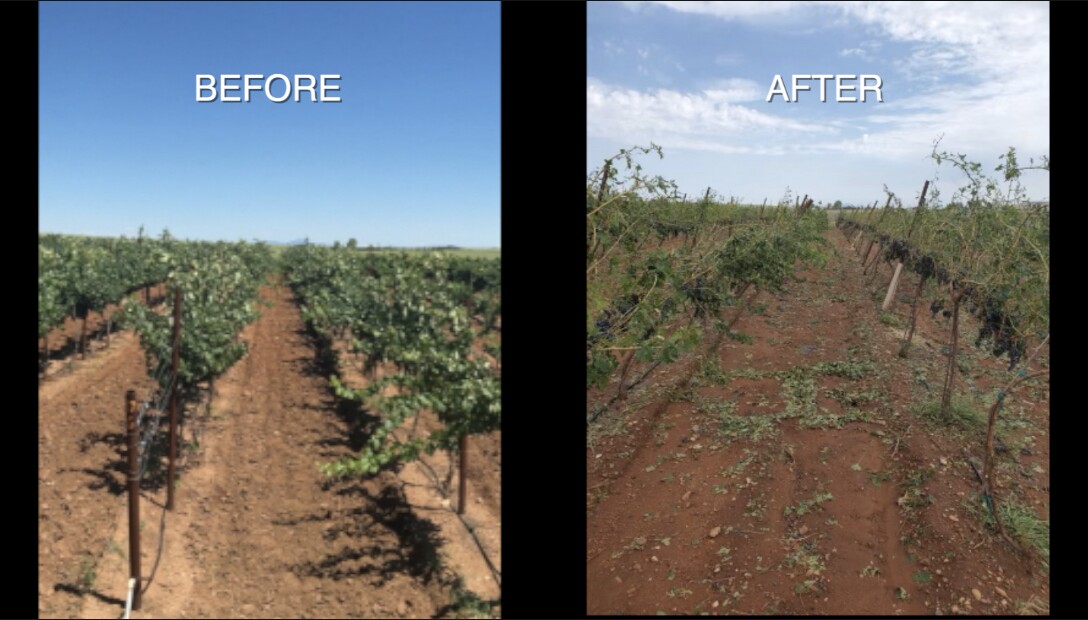 BEFORE:AFTER ELGIN VINEYARD.jpg