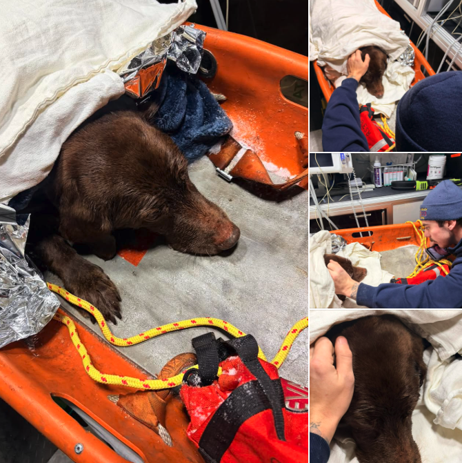 Gizmo rescue Edgewater Vol. Fire Dept.