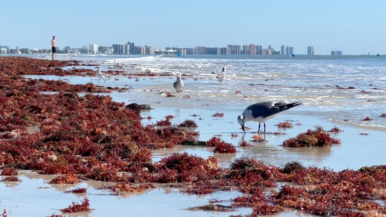Shorebirds eating the red drift algae