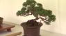 Bonsai bonanza at the Lynden Sculpture Garden this weekend