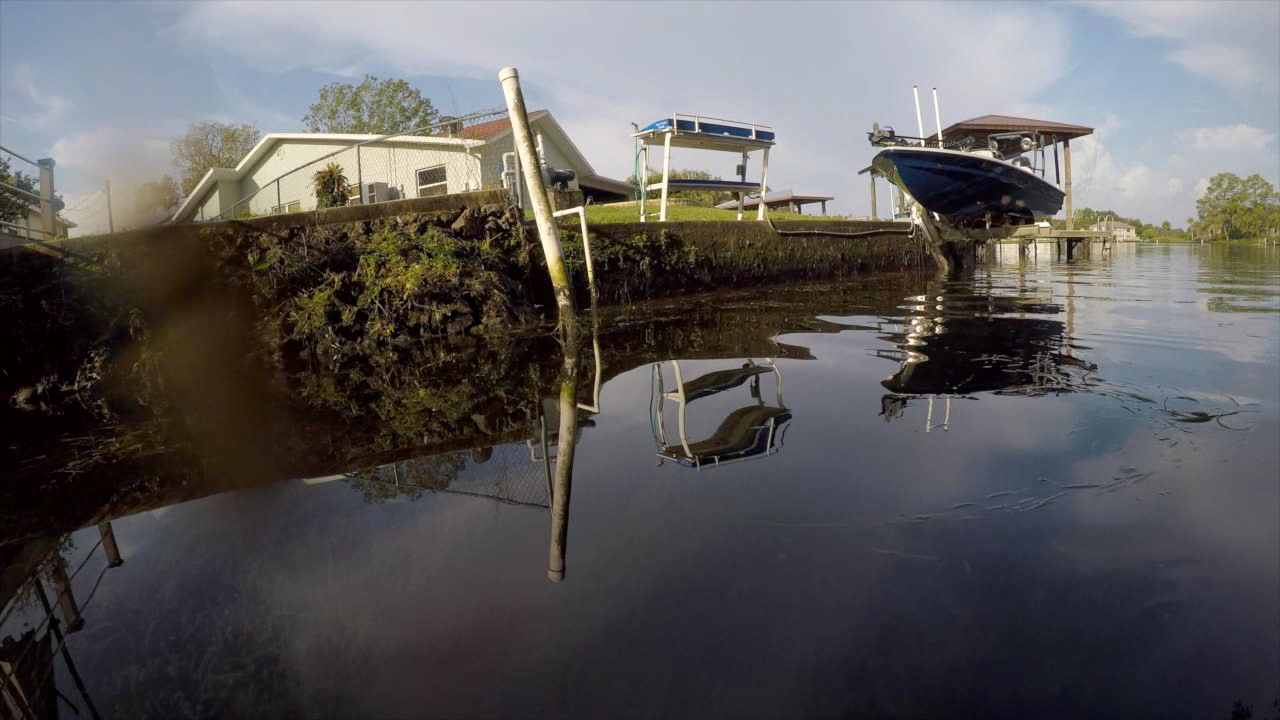 crystal river seagrass3.png