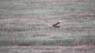 Fox, Eagle Tug Of War Caught On Camera