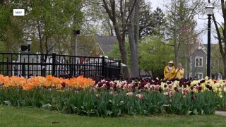 TULIP TIME 2.jpg