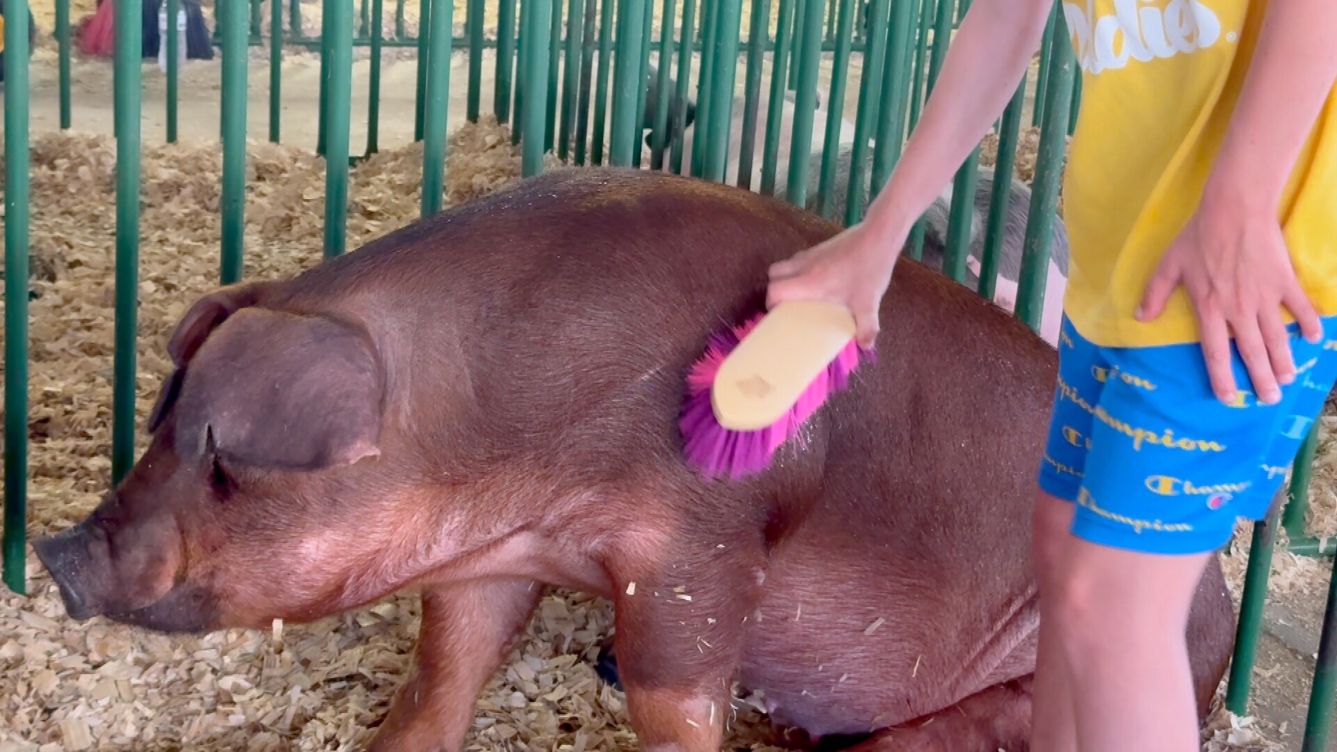 hog.jpg