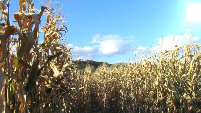 fall sunshine cornfield
